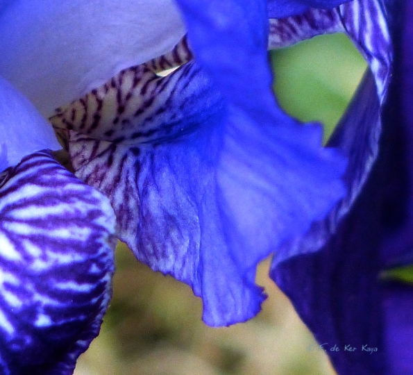 Iris blue